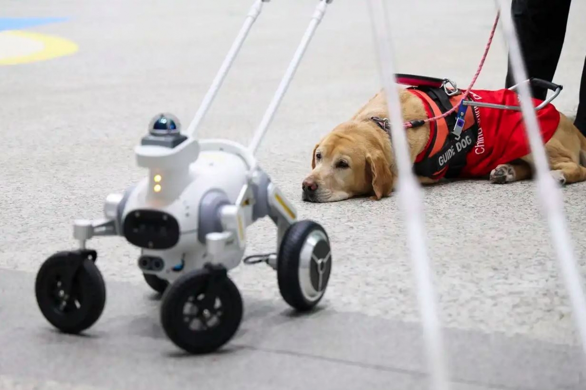 Dịch vụ chó dẫn đường thông minh đầu tiên trên thế giới ở Trung Quốc